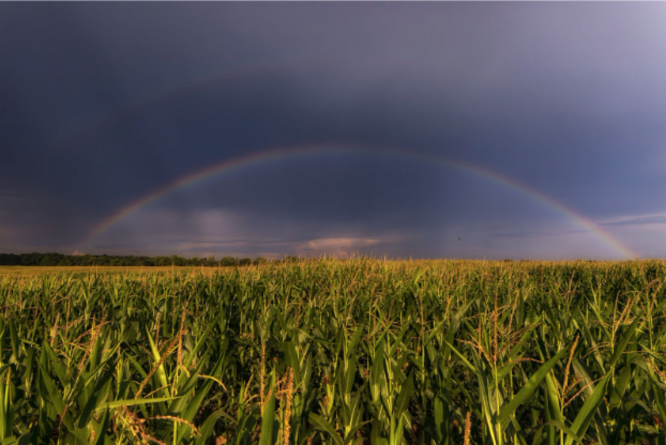 rainbow over cornfield