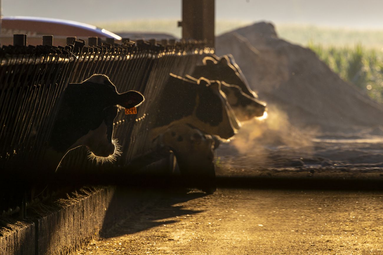 a row of cows