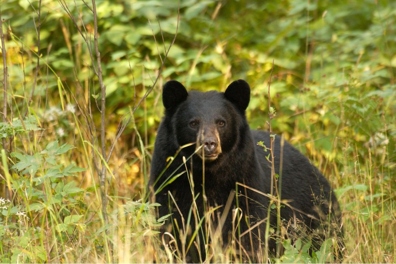 A black bear in Michigan