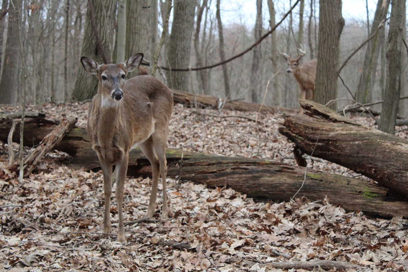 A deer in the foreground and another deer in the background. 