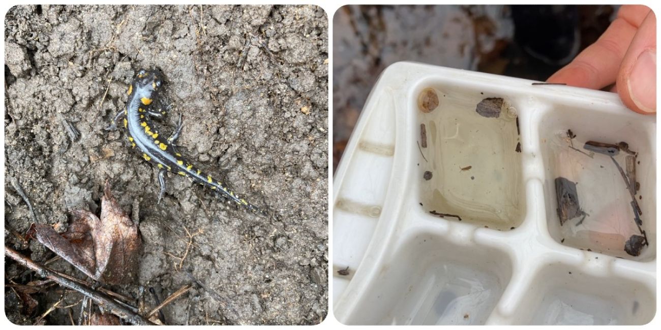 A spotted salamander and a fingernail clam
