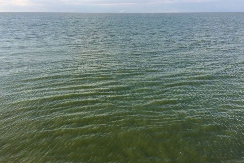 toxic blooms in lake erie