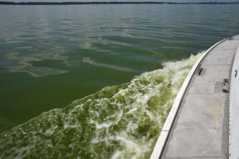 cyanobacterial blooms 