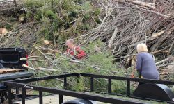 Terry and Nancy Chamberlin picks up trees. A trailer is nearby. 