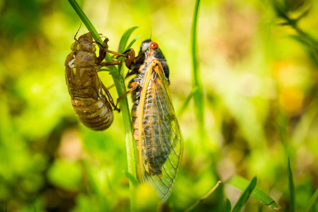 cicadas brood x