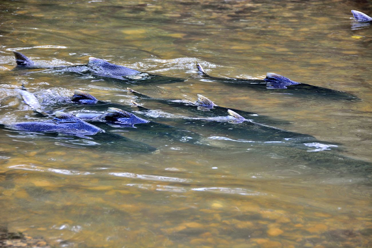 Chinook salmons in lake