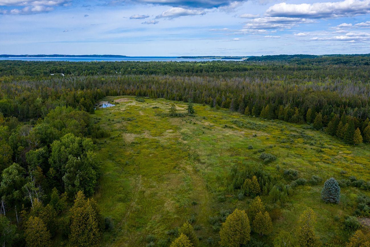 aerial view of what looks like a forest