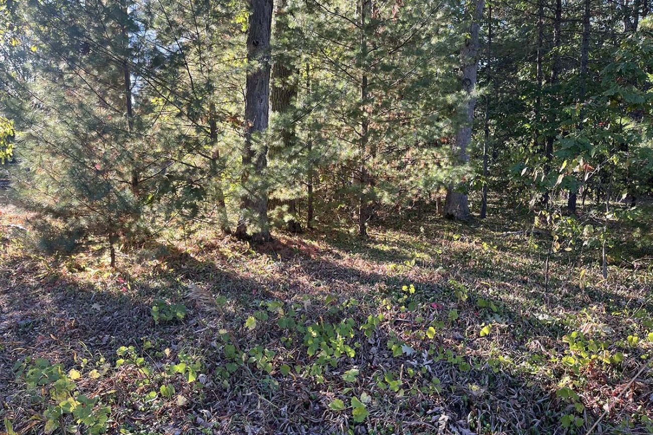 Dry trees in Interlochen, Michigan 