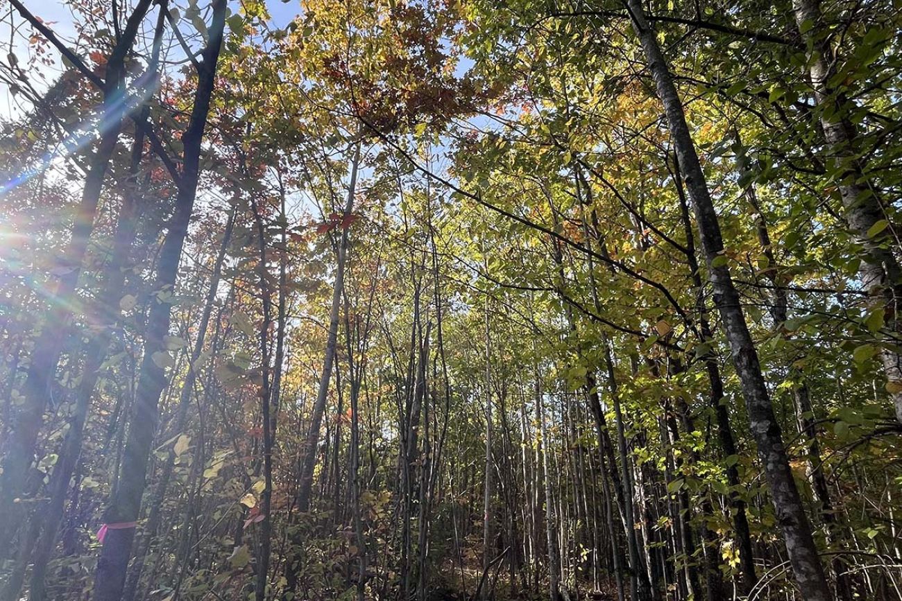 Trees on Sugar Island