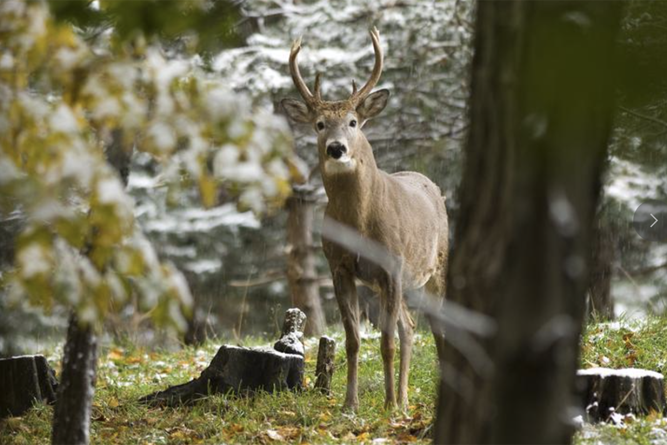 Deer in the forest 