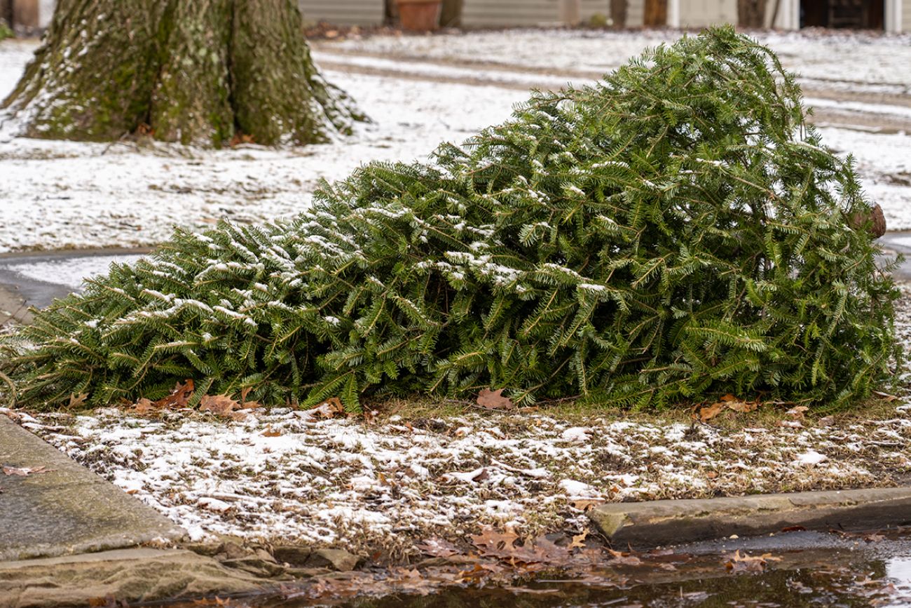 Family Christmas Trees thrown out 