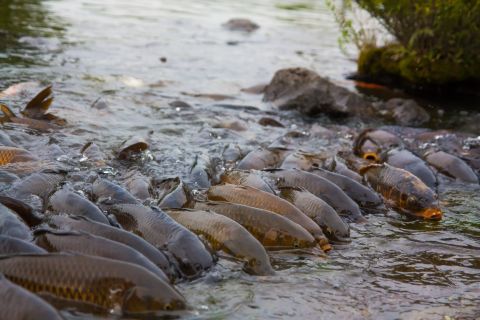  Pond to swim a lot of carp