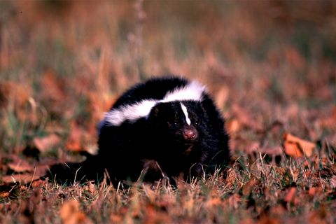 skunk