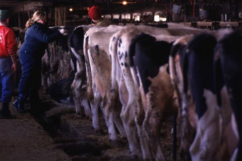 row of cows