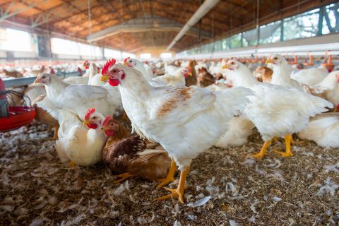 group of chickens on the farm