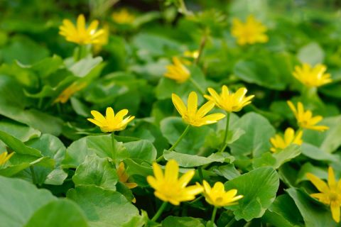  Lesser celandine, a small yellow flowers