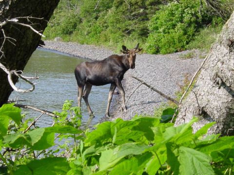  Young bull moose walking out of lake