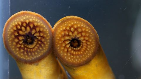 Two lamprey with their mouths opened