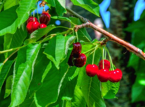 Cherries on a branch