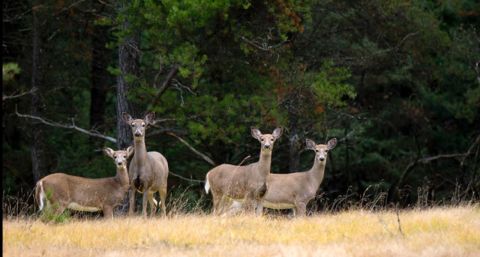 Deer bait ban