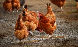 Chickens on traditional free range poultry farm