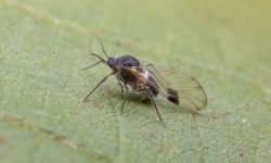 very small black fly Simuliidae on a leaf