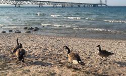 Geese on the beach