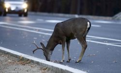 Deer on a road. Car in the other lane