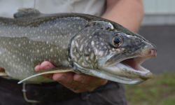 Person holds a fish