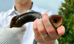 Someone holding a lamprey with its mouth open. 