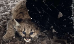 A cougar cub. 