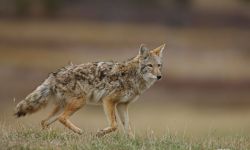 A coyote walking in a field.